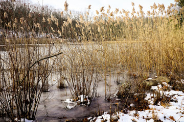 Cat Tails In The Winter