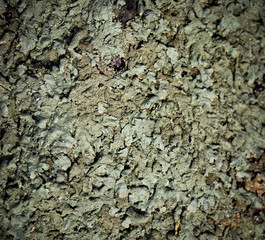 texture of stone
