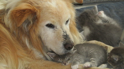 border collie rubio, amor entre perros y gatos