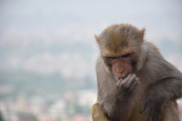 Monkey sitting looking down with worried thinking face with hand on his chin