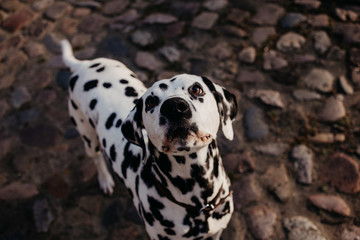 portrait of a black and white dalmatian dog