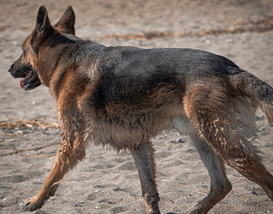 german shepherd dog on the beach