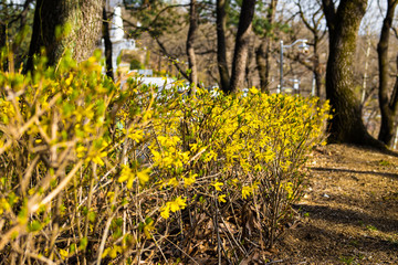 Obraz premium 봄꽃 개나리