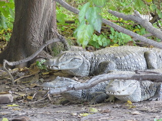 Caiman yacare, santa fe 