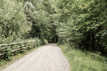 rural road in the forest