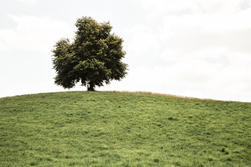 tree in a field
