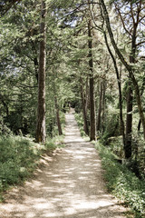 path in the forest