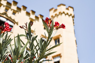 flowers before a castle