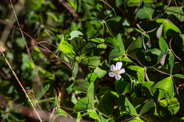 Obraz na płótnie Canvas Delicate white shamrock flower sunlit and growing in the wild with the classic leaves