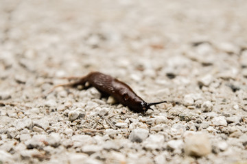 slug