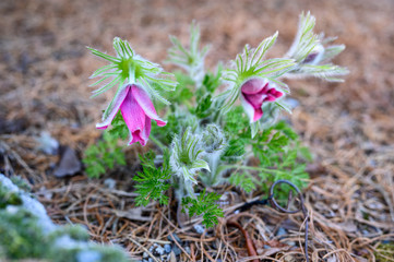 Delicate purple Pasque flower blooming in a woodland garden