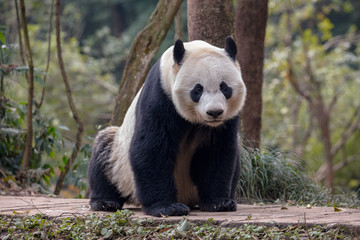 Panda Bear Sitting in the Forest of Bifengxia Panda Reserve in Ya'an Sichuan Province, China. Fluffy Panda "Bei Bei" sitting on the ground, looking at the viewer. Protected Species Animal Conservation