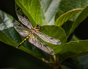 A calico pennant dragonfly shows off its wings and yellow body on a tree near shore