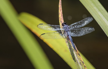 A slaty skimmer dragonfly poses on a blade of sawgrass