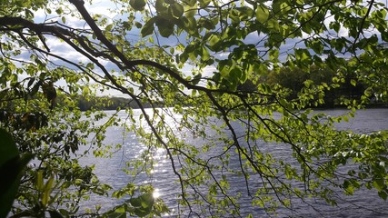 lake through the trees