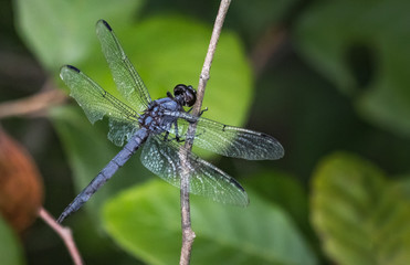 A slaty skimmer dragonfly poses on a dried blade of sawgrass