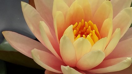 Obraz premium pale pink water lily lotus close up