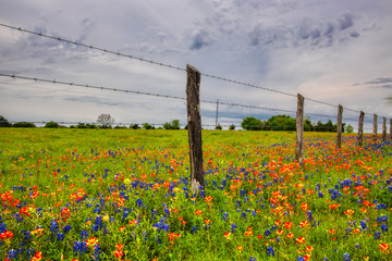 Wildflowers of Texas © Taha