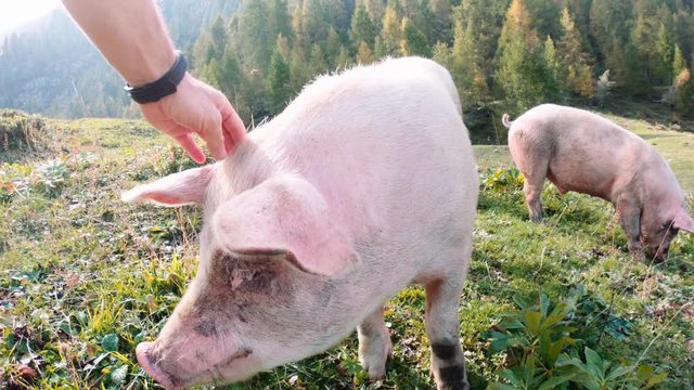 Activist for animal rights caressing free pig in the nature. Slow-motion.