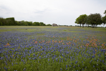 Wildflowers of Texas