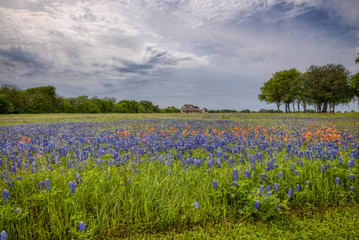 Fototapeta na wymiar Wildflowers of Texas