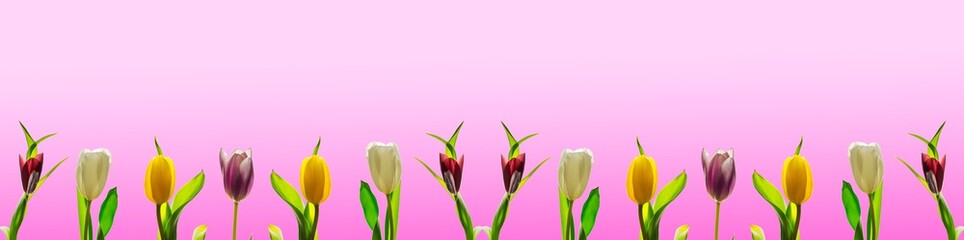 Many multicolored fresh bright tulips isolated on pink background. banner panorama long with copy space. Happy easter and waiting for spring or Mother day social media leaderboard.