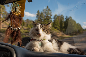 Pet cat laying on car dashboard with beautiful dreamcatcher. Van life, travelling, adventure cat.