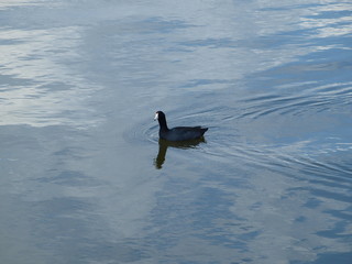 American Coot or Mud Hen