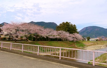 さくら　川　橋　山　杤木　風景　永野川