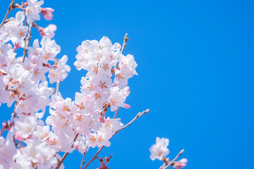 桜・満開