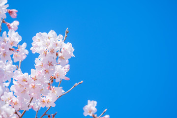 桜・満開