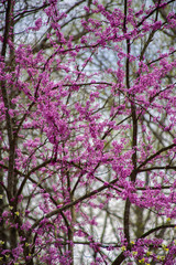 red bud tree blooming