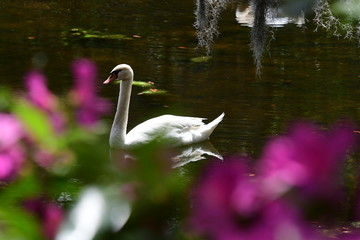 Fototapeta premium swan
