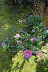 Fototapeta premium 散り椿の名所 京都 地蔵院椿寺