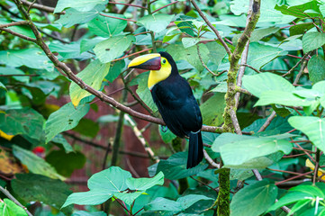 Chestnut-mandibled Toucan or Swainson's Toucan Ramphastos ambiguus swainsonii 