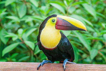 Chestnut-mandibled Toucan or Swainson's Toucan Ramphastos ambiguus swainsonii