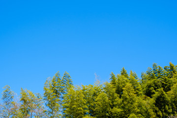 Fototapeta na wymiar 【写真素材】 青空　山　森林　田舎　春の空　背景　背景素材　3月　コピースペース