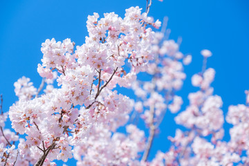 写真素材：桜　ソメイヨシノ　満開　アップ　コピースペース