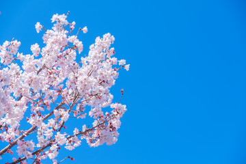 写真素材：桜　ソメイヨシノ　満開　アップ　コピースペース
