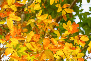 Leaves orange color in nature