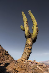Big cactus desert mountain