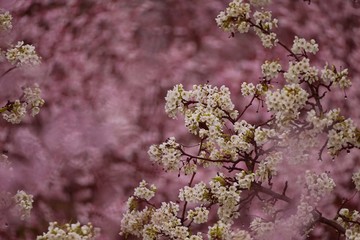 Cherry Blossom  Blooming/ spring wallpaper, selective focus