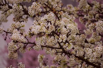 Cherry Blossom  Blooming/ spring wallpaper, selective focus