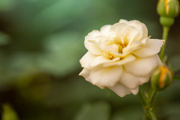 Roses in the garden