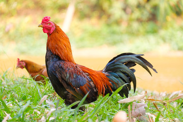 Cock in garden and blurred background