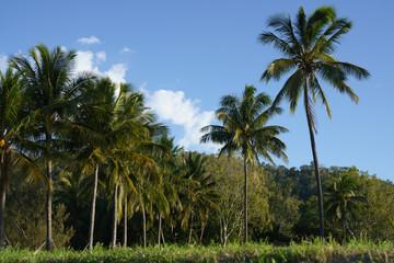 Fototapeta premium Palm Trees