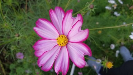 Obraz premium flowers in the garden