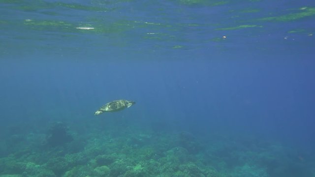 Sea turtle, Apo Island, Philippines