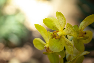 Fototapeta premium Beautiful blooming orchids in forest