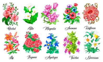 Drawing of beautiful blue iris flower.